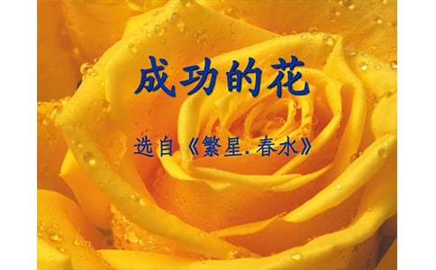 成功的花儿：五四青年节演讲稿